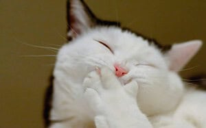 devenir expert en un mois