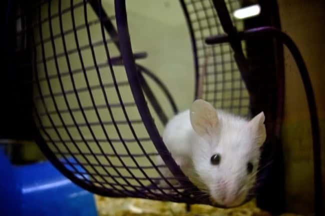 idée de roman numéro 1