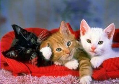 présentation contentologue à propos