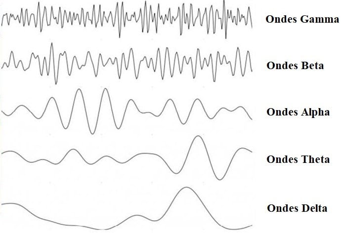 Ondes gamma beta alpha theta delta